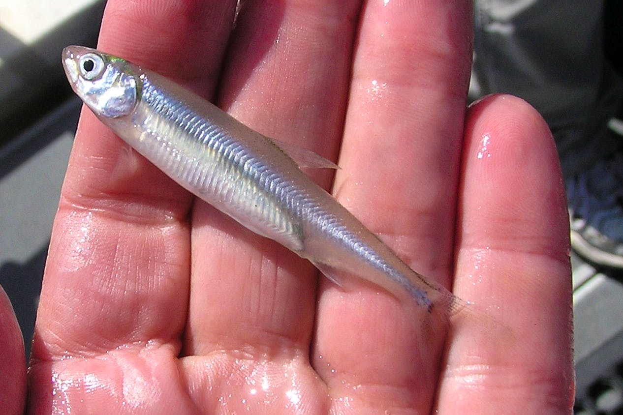 2010.11.08-Delta Smelt closeup- Peter Johnsen-USFWS (CC BY 2.0).jpg